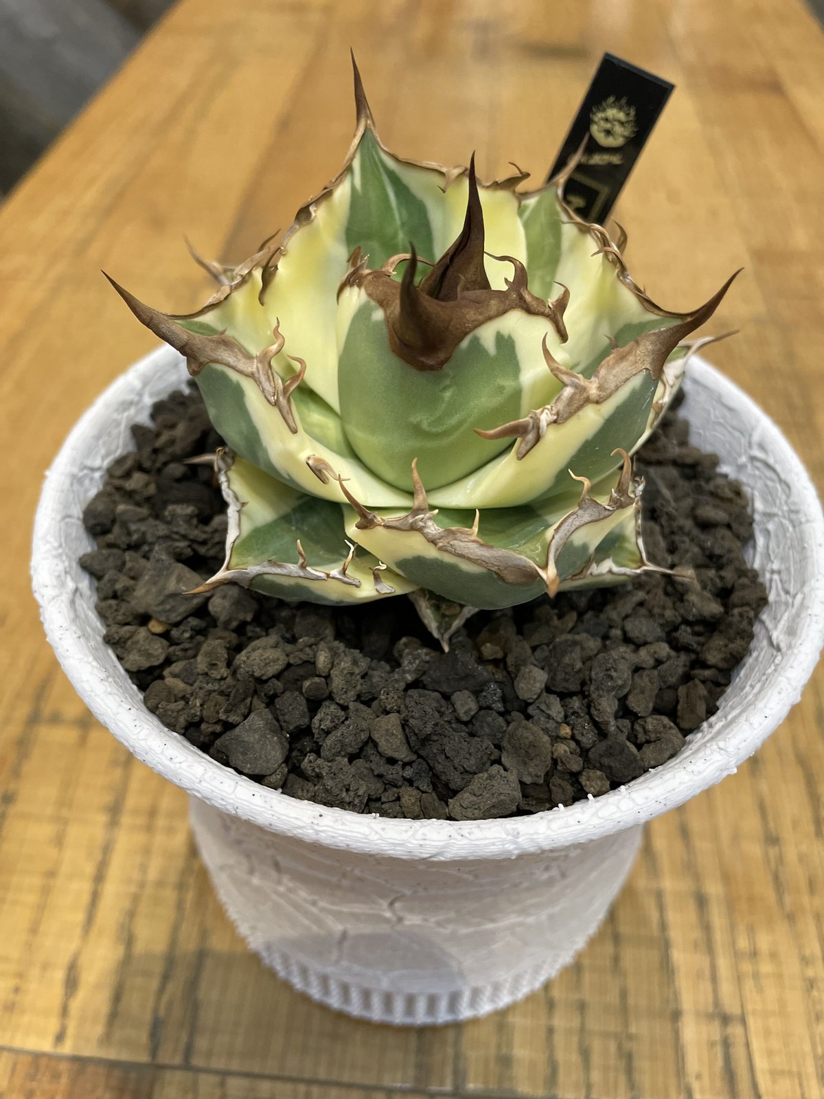 スナグルトゥース | O.K.BowL STORE