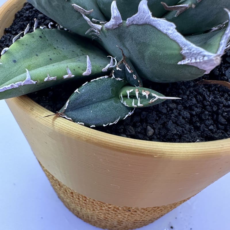 SAD アガベアガベ チタノタ SAD 南アフリカダイヤモンド | O.K.BowL STORE