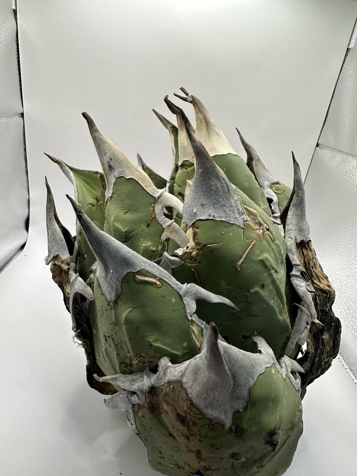 オアハカオテロイ　ワイルド株　最終値下げ アガベ オアハカオテロイ現地株 | Heartplants