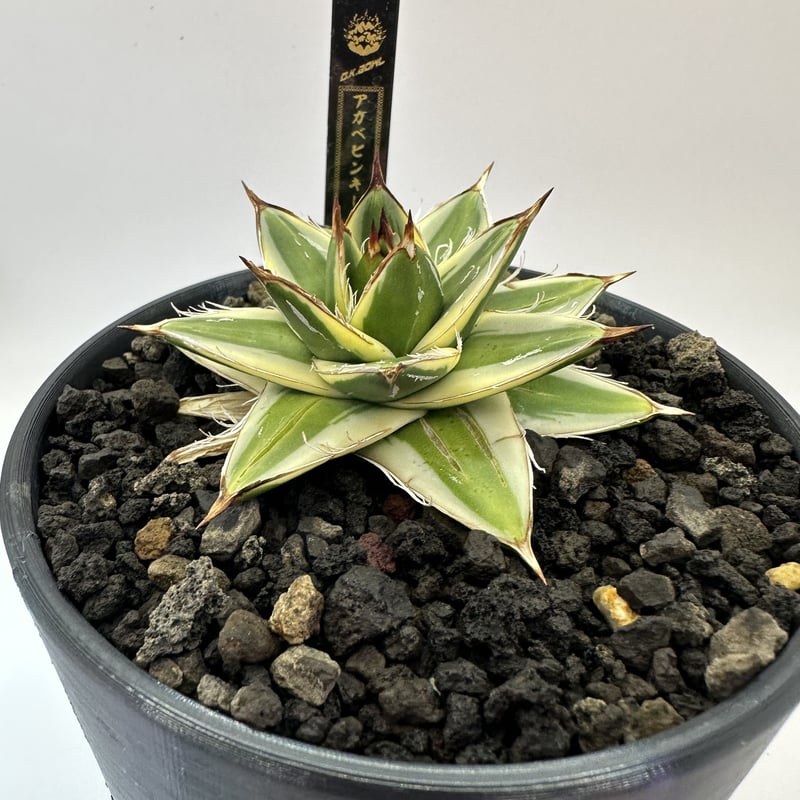 現品販売 R-214 多肉植物 王妃笹の雪A型白覆輪 稀少株 - 観葉植物