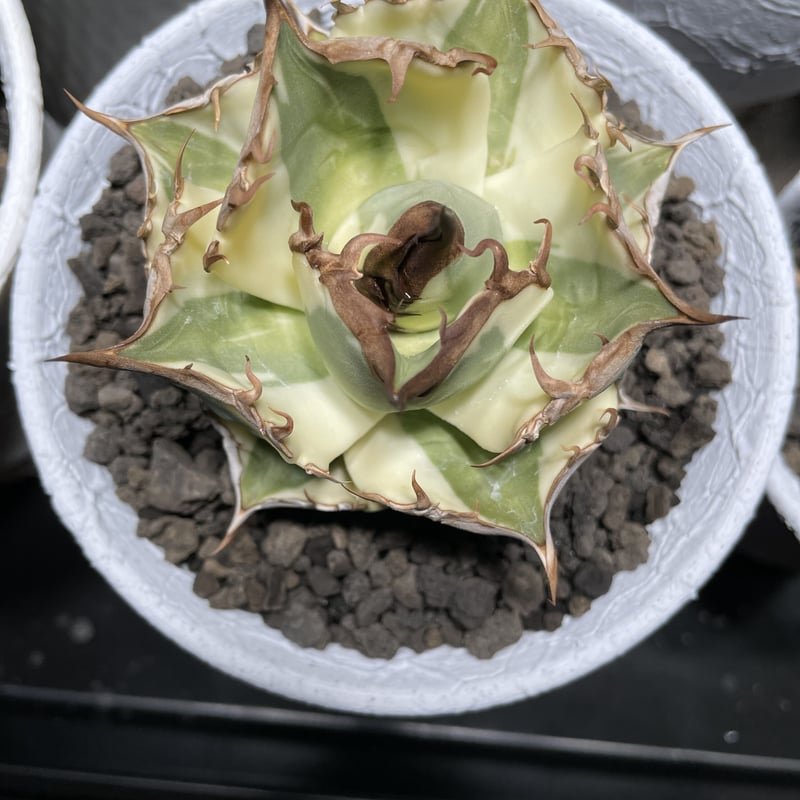 スナグルトゥース | O.K.BowL STORE