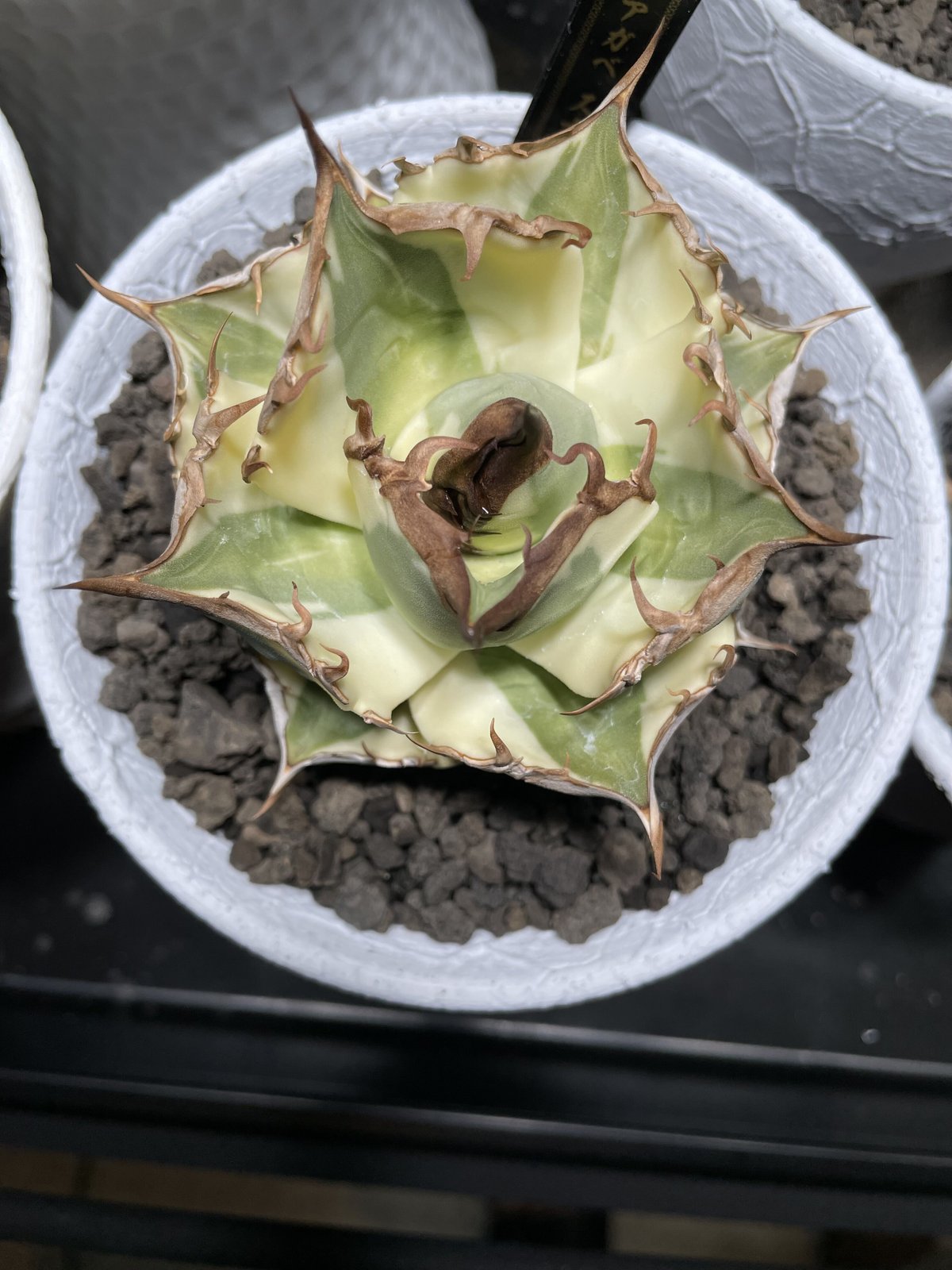 スナグルトゥース | O.K.BowL STORE