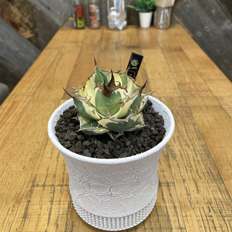 アガベ　スナグルトゥース　輸入株 アガベ スナグルトゥース 輸入株