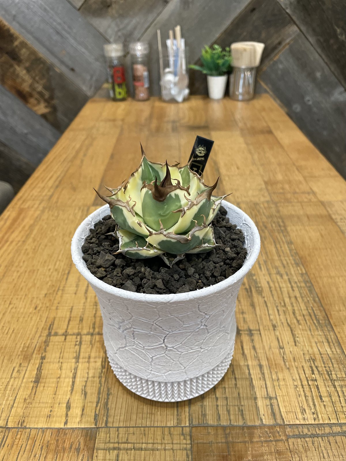 スナグルトゥース | O.K.BowL STORE