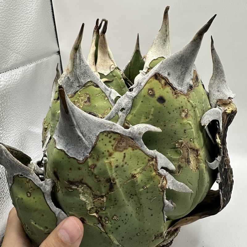 オアハカオテロイ 大株 ワイルドオテロイ オアハカ | O.K.BowL STORE