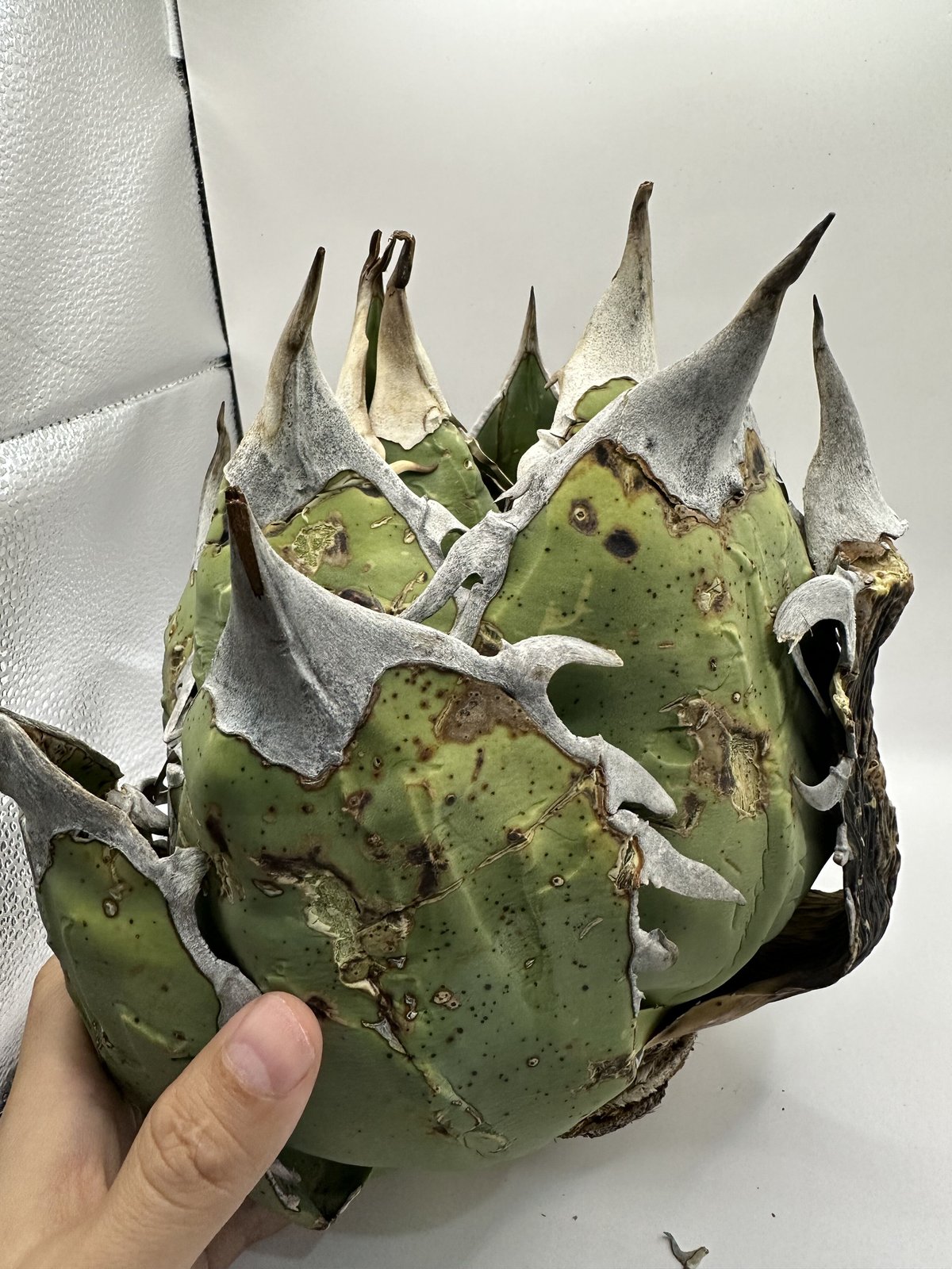 オアハカオテロイ　大株 ワイルドオテロイ オアハカ | O.K.BowL STORE