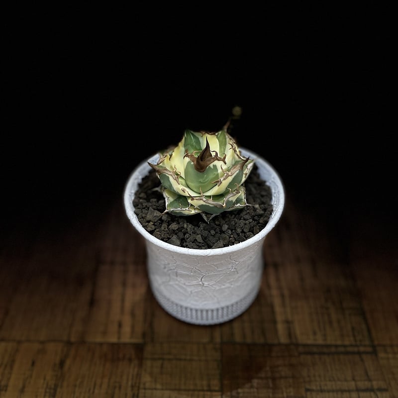 スナグルトゥース | O.K.BowL STORE