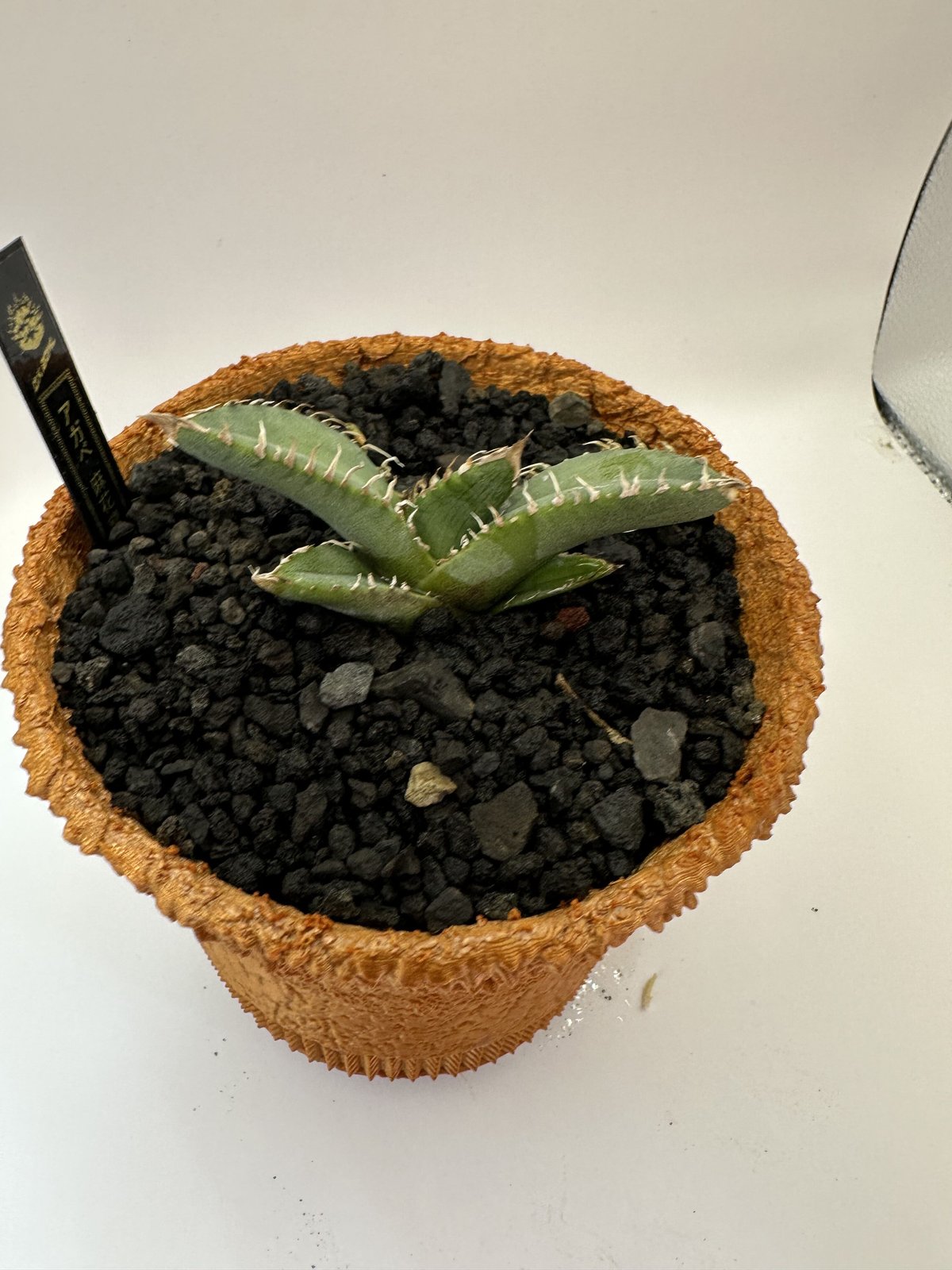 麻花龍 | O.K.BowL STORE