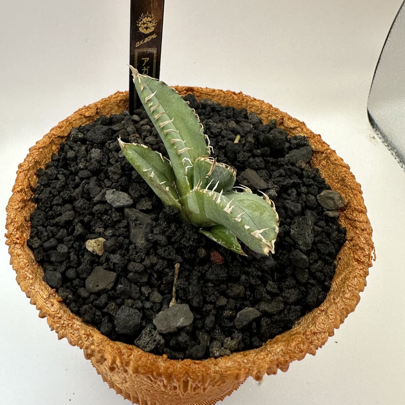 麻花龍 | O.K.BowL STORE