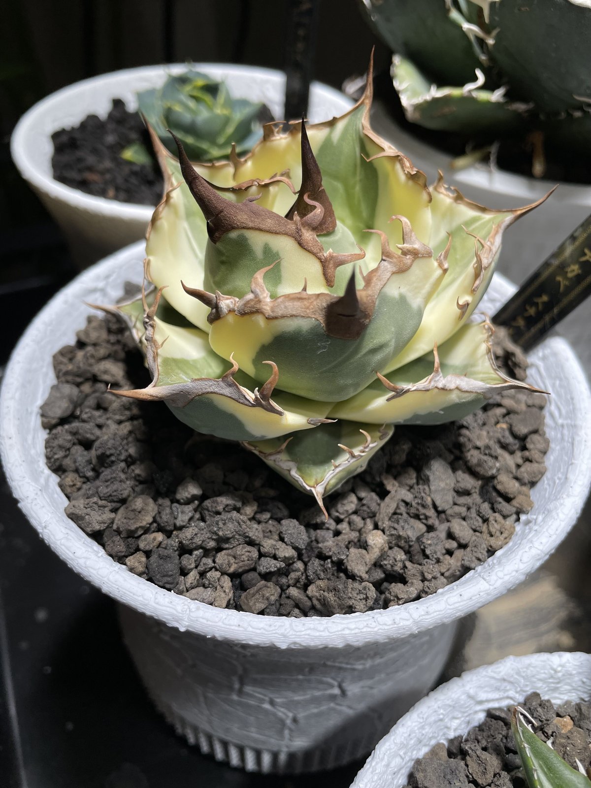 スナグルトゥース | O.K.BowL STORE