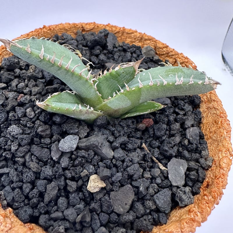 麻花龍 | O.K.BowL STORE