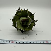 ワイルドオテロイ オアハカ | O.K.BowL STORE