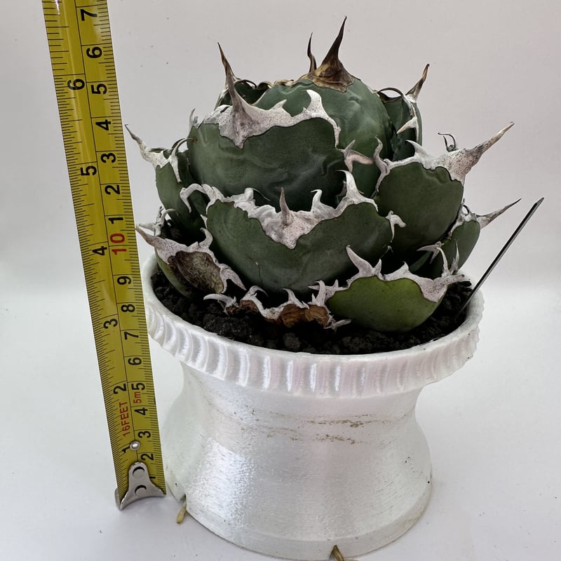 白鯨 アガベ | O.K.BowL STORE