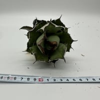 ★育成株★王妃笹の雪A型　白覆輪　ピンキー　① アガベ 王妃笹の雪 A型 白覆輪斑 ピンキー / Agave filifera var