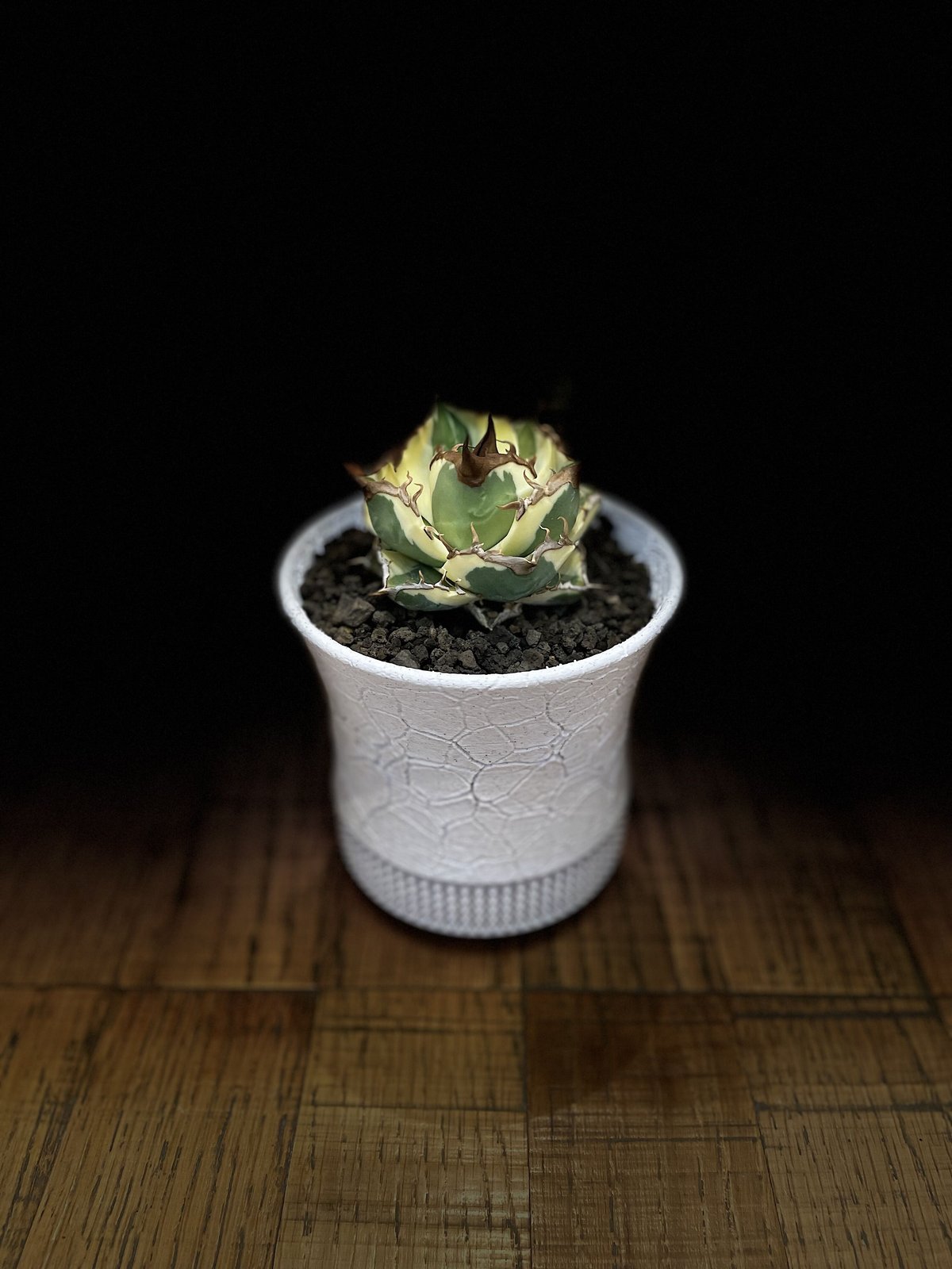 スナグルトゥース | O.K.BowL STORE