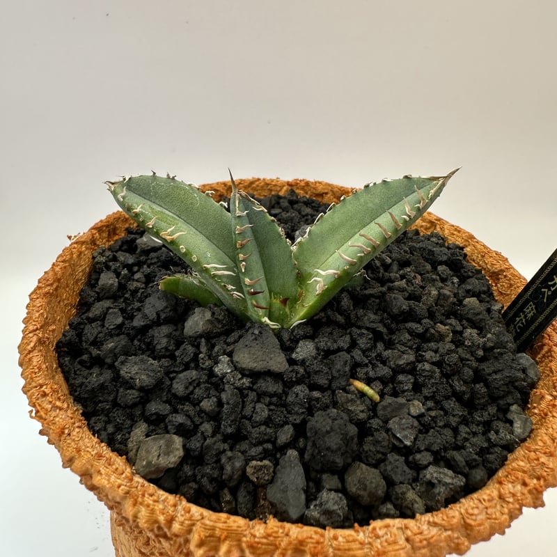 麻花龍 | O.K.BowL STORE