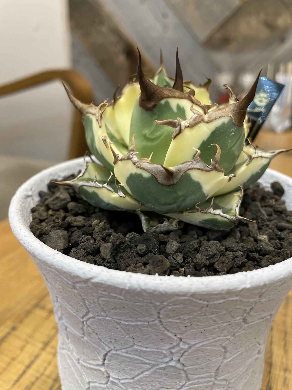 fit=scale-down,w=1200