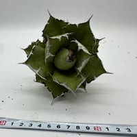 ワイルドオテロイ オアハカ | O.K.BowL STORE