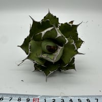 アガベ ピンキー 王妃笹の雪A型白覆輪 | O.K.BowL STORE アガベ ピンキー 王妃笹の雪A型白覆輪 | O.K.BowL STORE