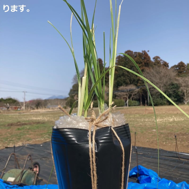 パンパスグラス（ピンク） 1株 15cmポット品 | 宿根草専門店 H garden