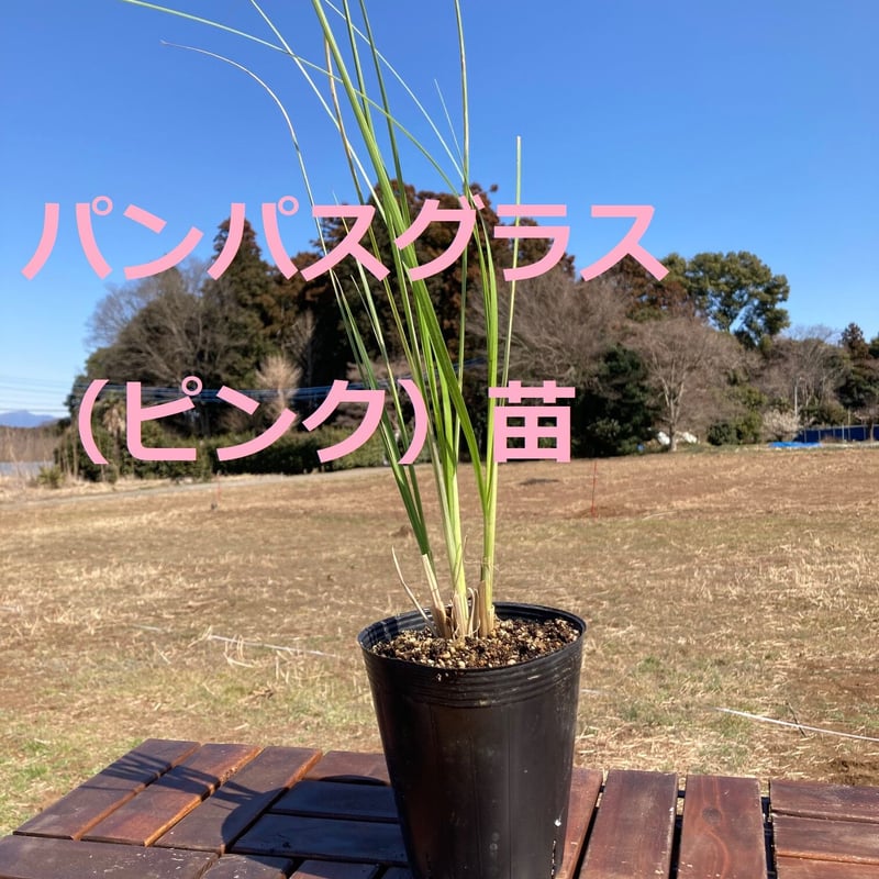パンパスグラス（ピンク） 1株 15cmポット品 | 宿根草専門店 H garden