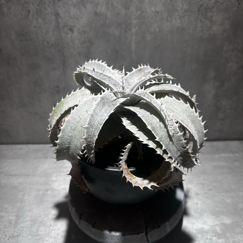 Dyckia marnier-lapostollei Large form [ディッキア マル