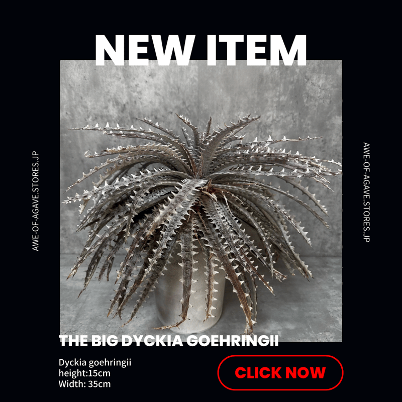 Dyckia goehringii [ディッキア ゴエリンギー]超大型株 | Awe Of A
