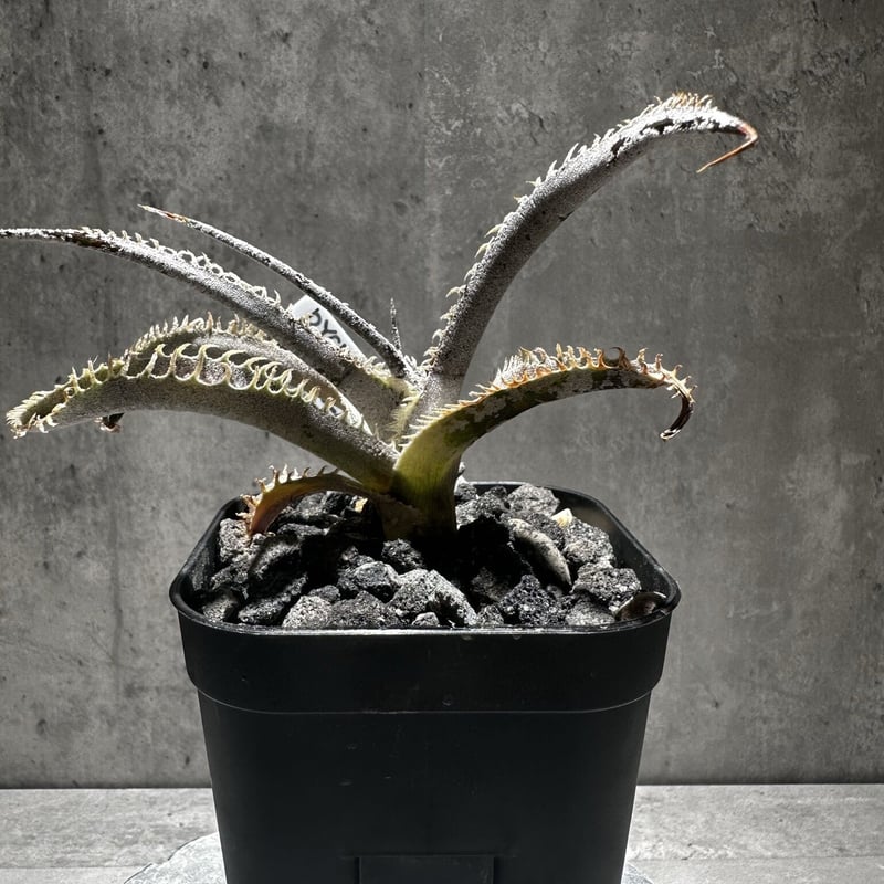 Dyckia 'T-Rex' [ディッキア ティーレックス]子株（親株画像あり