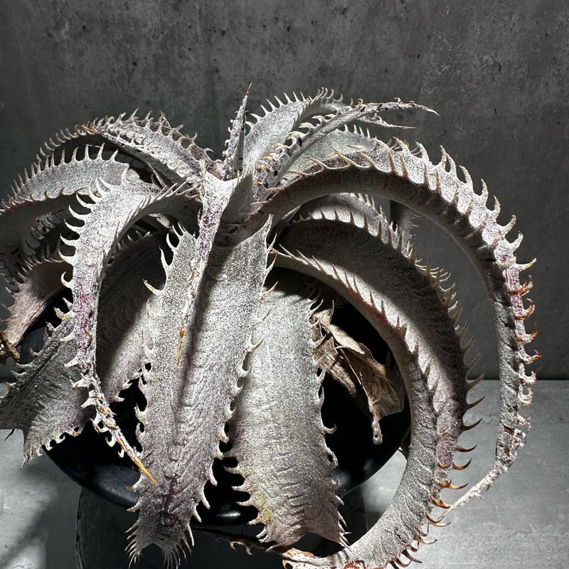 Dyckia 'T-Rex' [ディッキア ティーレックス]子株（親株画像あり