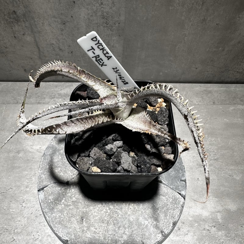 Dyckia 'T-Rex' [ディッキア ティーレックス]子株（親株画像あり