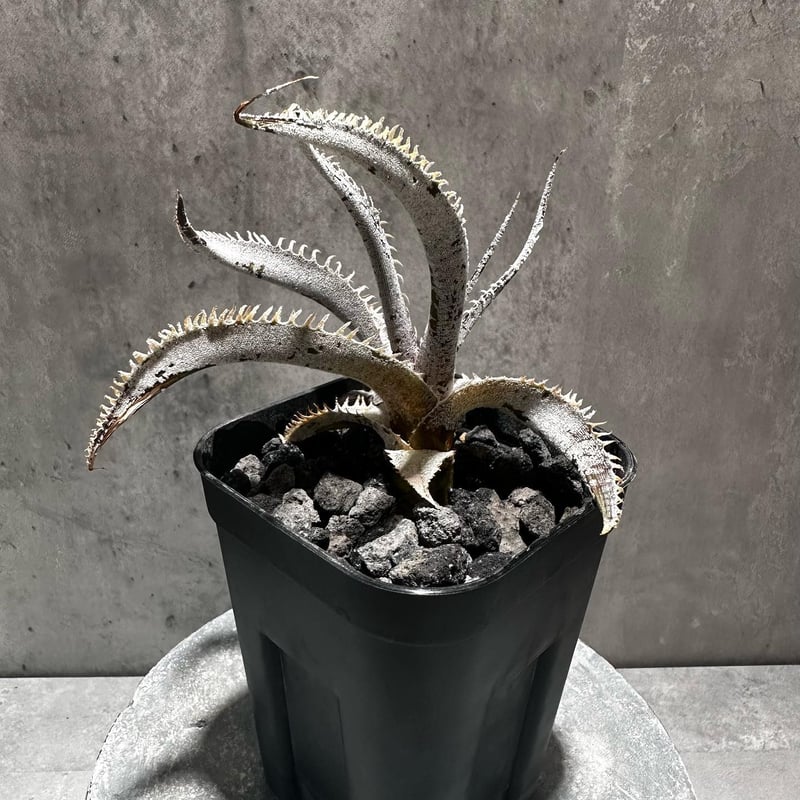 Dyckia 'T-Rex' [ディッキア ティーレックス]子株（親株画像あり