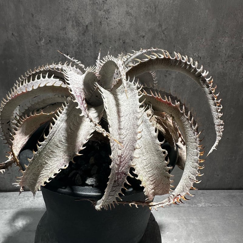 Dyckia 'T-Rex' [ディッキア ティーレックス]子株（親株画像あり