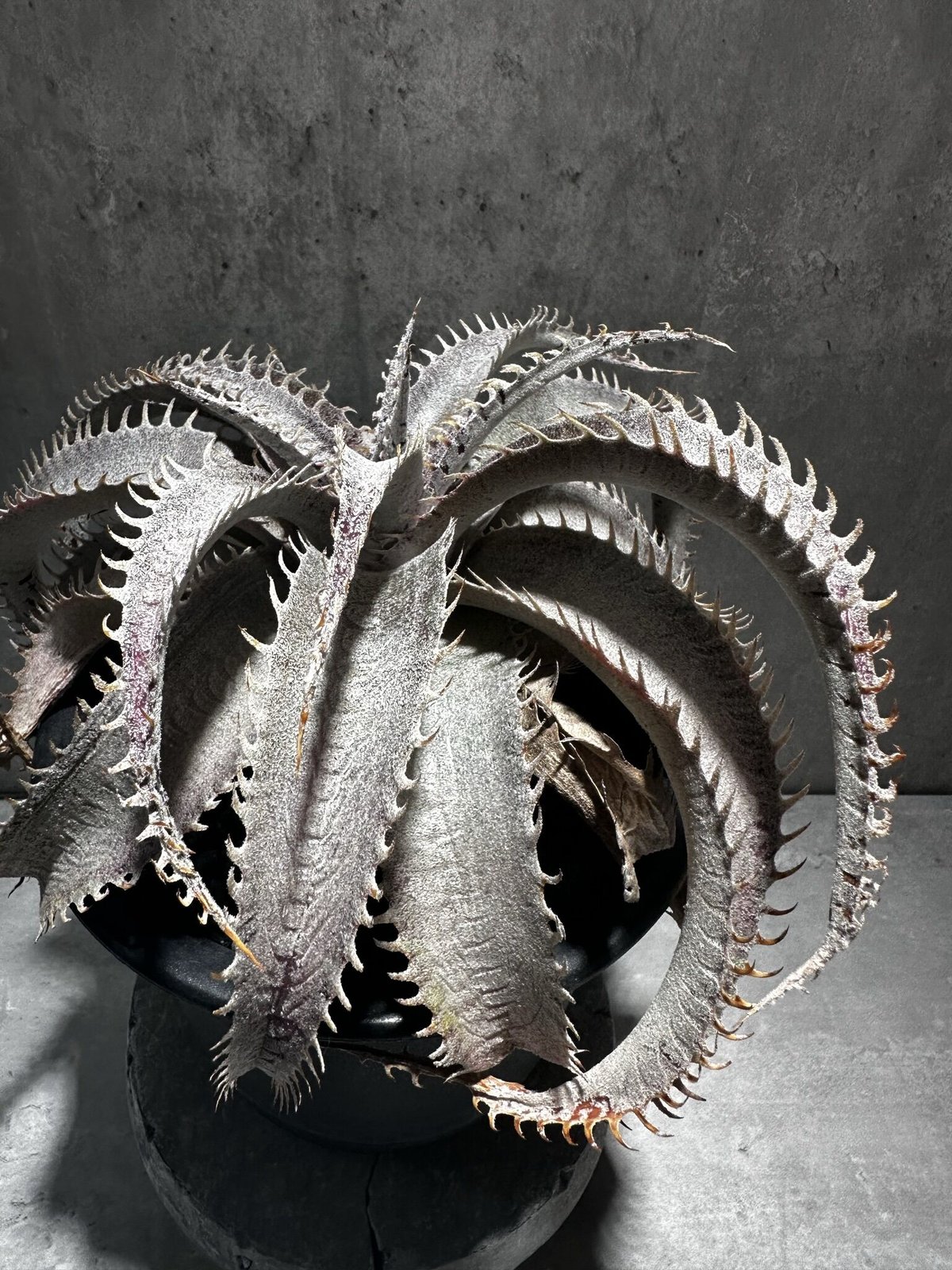 Dyckia 'T-Rex' [ディッキア ティーレックス]子株（親株画像あり