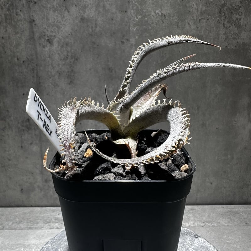 Dyckia 'T-Rex' [ディッキア ティーレックス]子株（親株画像あり