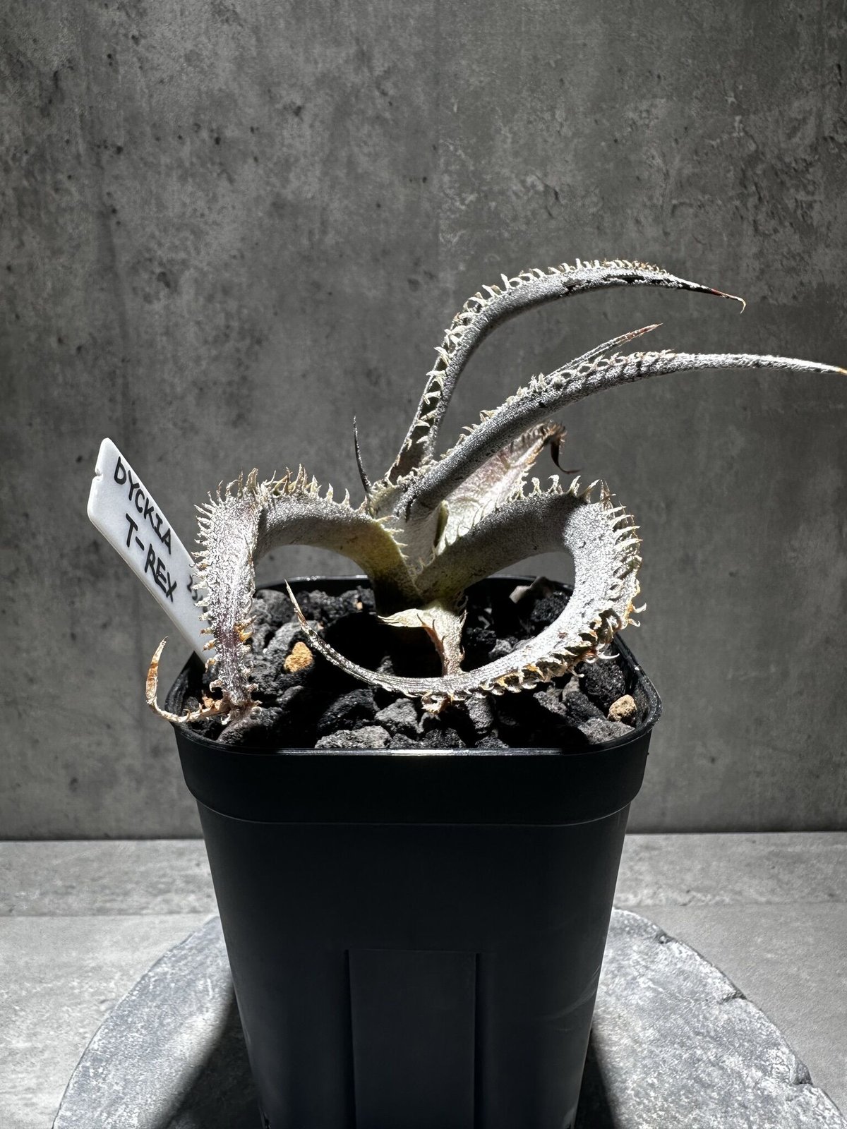 Dyckia 'T-Rex' [ディッキア ティーレックス]子株（親株画像あり