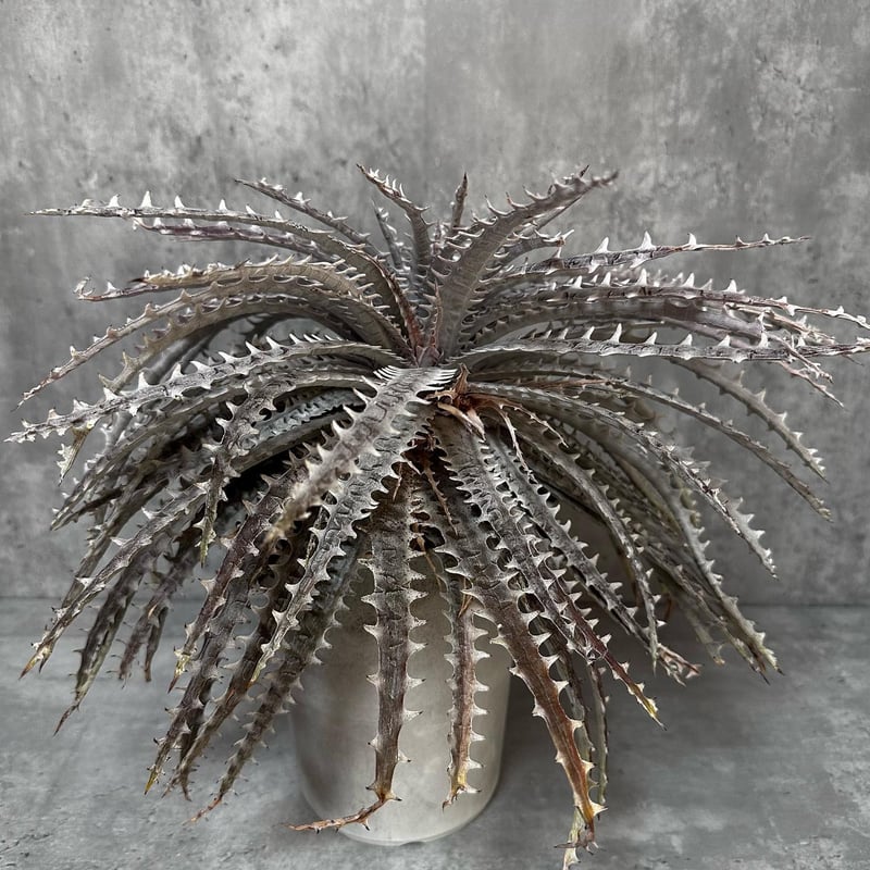 Dyckia goehringii [ディッキア ゴエリンギー]超大型株 | Awe Of A