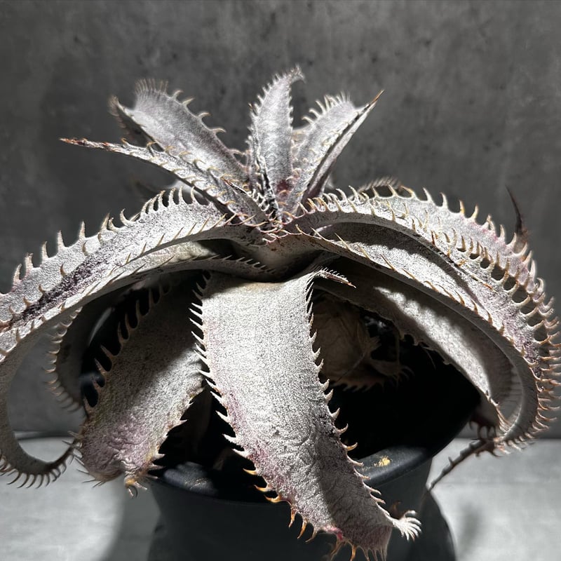 ディッキア/Dyckia　子株3〜最大6株 ディッキア/Dyckia 子株3〜最大6株 - メルカリ
