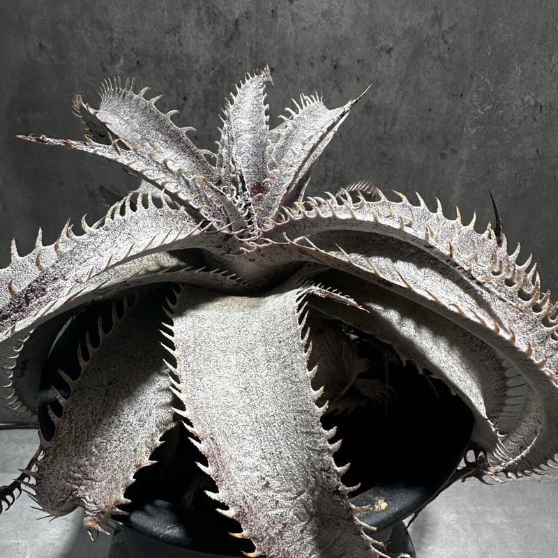 ディッキア/Dyckia　子株3〜最大6株 ディッキア/Dyckia 子株3〜最大6株 ディッキア/Dyckia 子株3