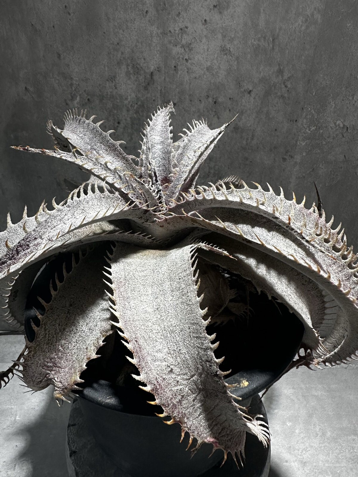 ディッキア　ケスウィック超巨大群生株 Dyckia 'Keswick'Originalclone(ディッキア ケスウィック)成長