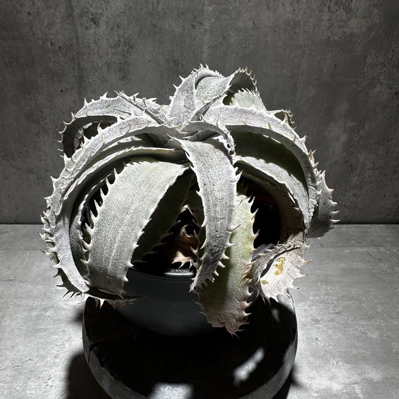 Dyckia marnier-lapostollei Large form [ディッキア マル