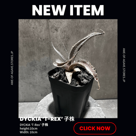 モト　アガベ　ディッキアセット モト アガベ ディッキアセット Yahoo!オークション -「ディッキア