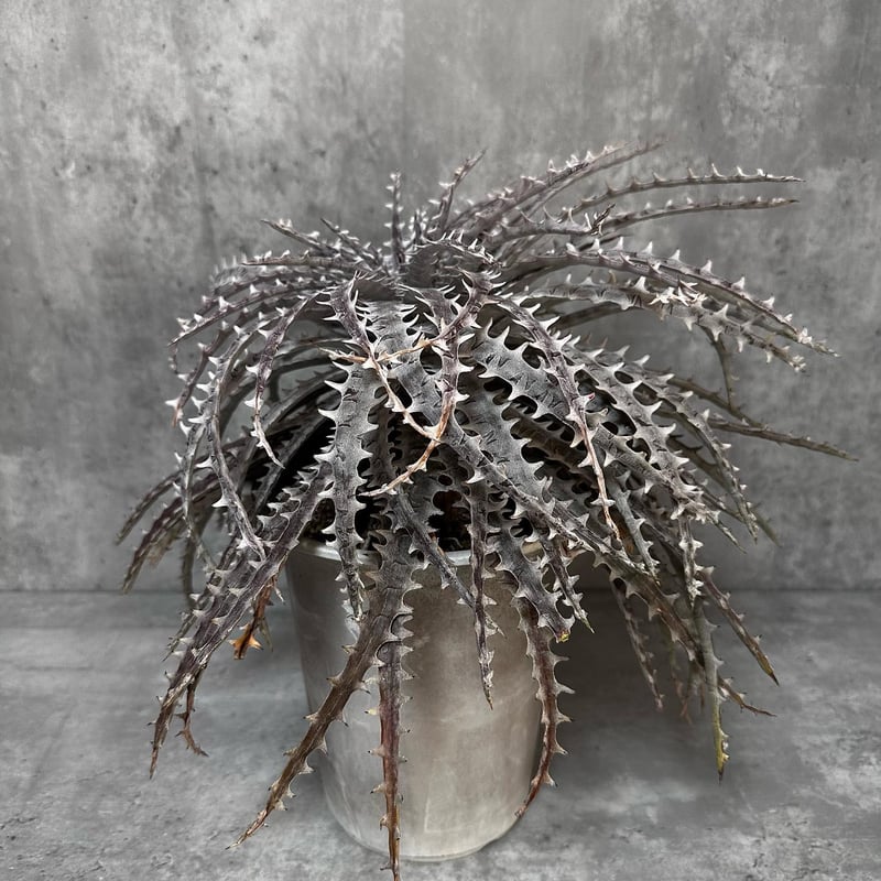 Dyckia goehringii [ディッキア ゴエリンギー]超大型株 | Awe Of A