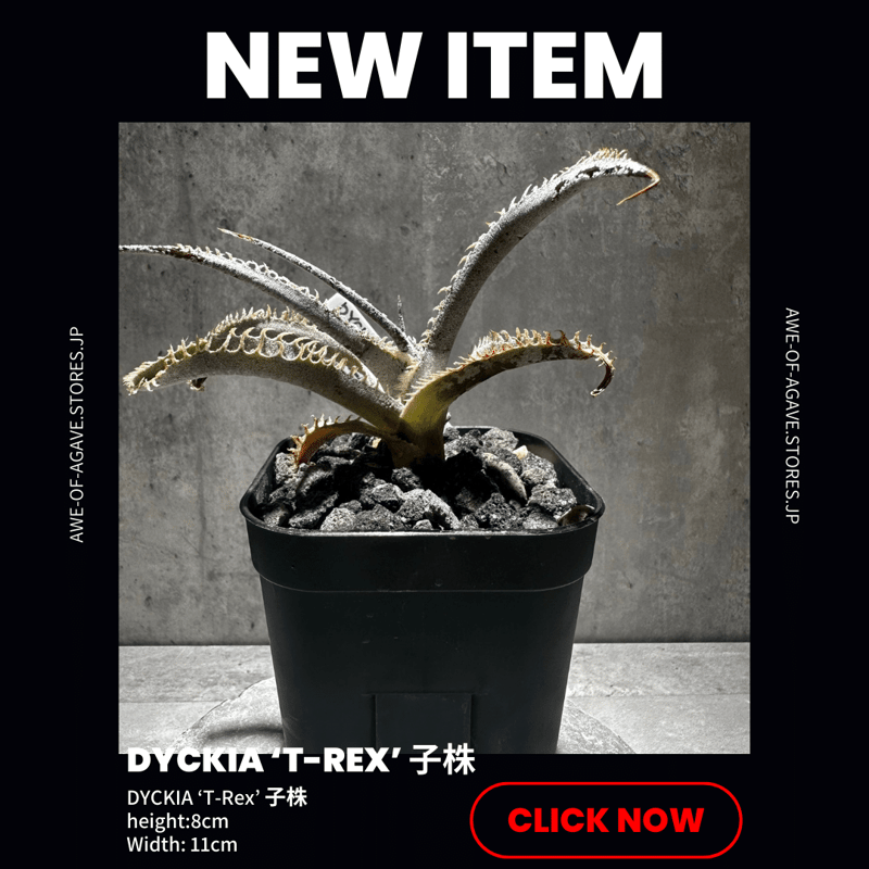 Dyckia 'T-Rex' [ディッキア ティーレックス]子株（親株画像あり