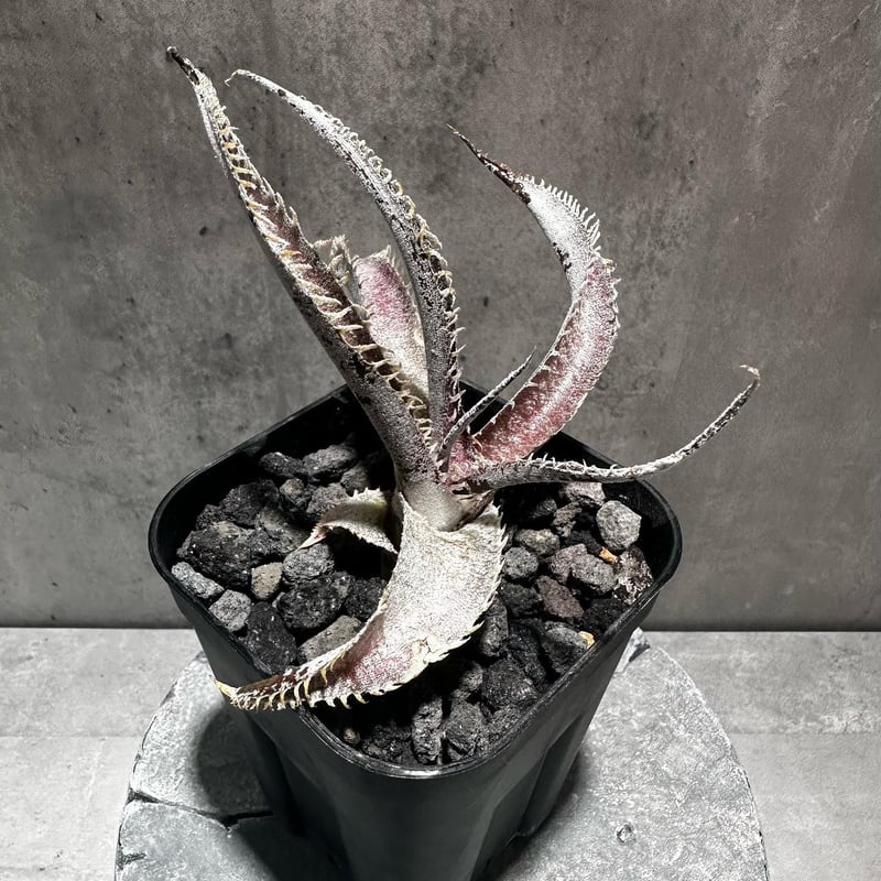 Dyckia 'T-Rex' [ディッキア ティーレックス]子株（親株画像あり