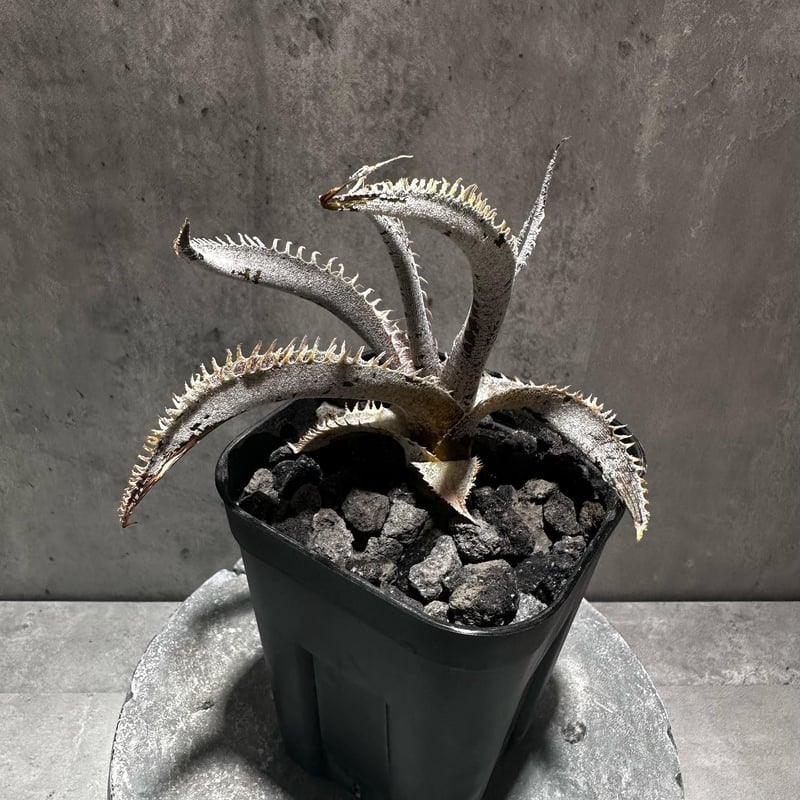ディッキア/Dyckia 子株3〜最大6株 ディッキア/Dyckia 子株3