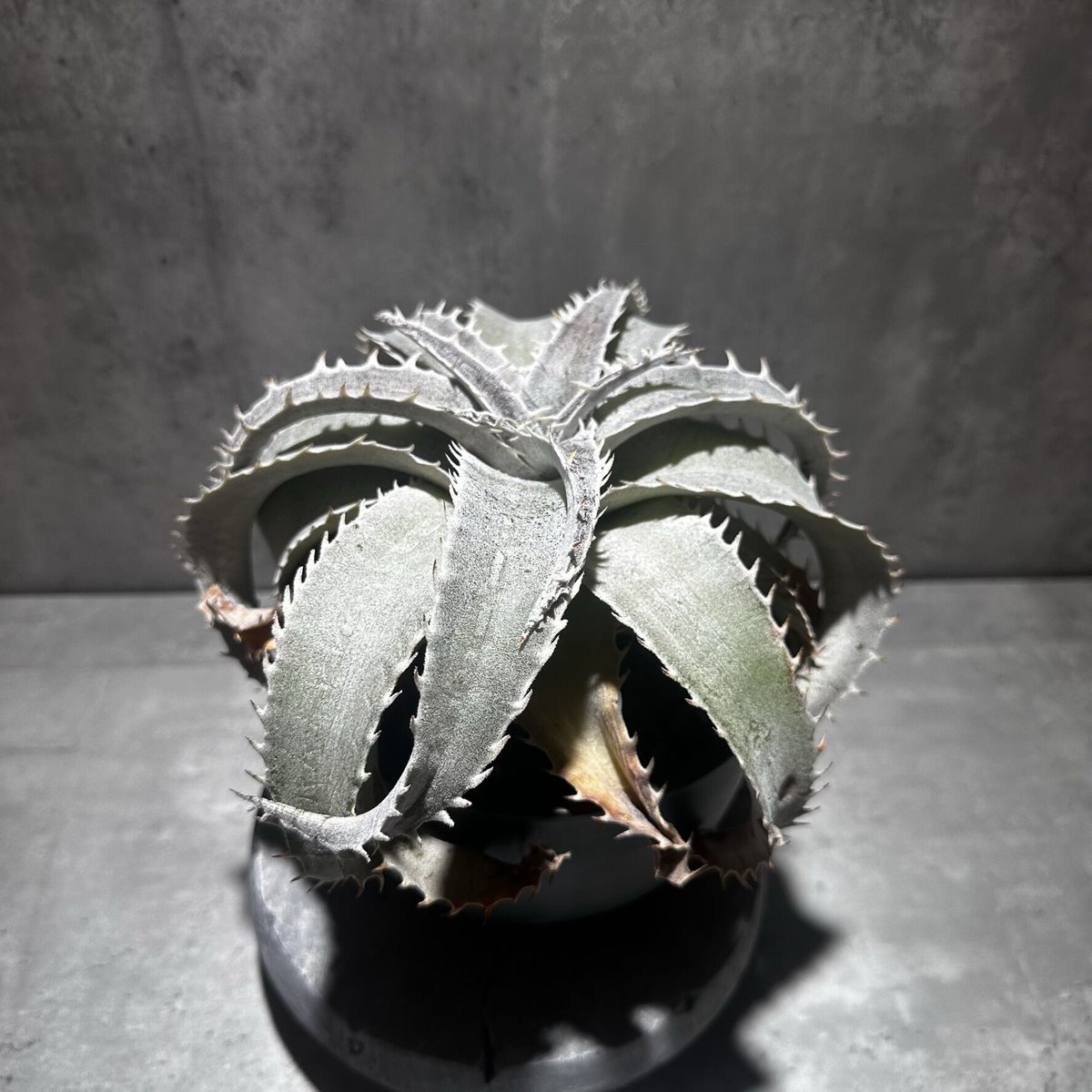 Dyckia marnier-lapostollei Large form [ディッキア マル...