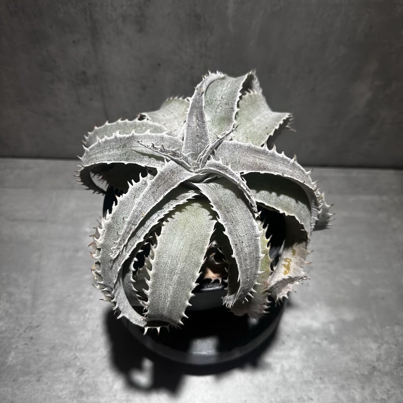 Dyckia marnier-lapostollei Large form [ディッキア マル