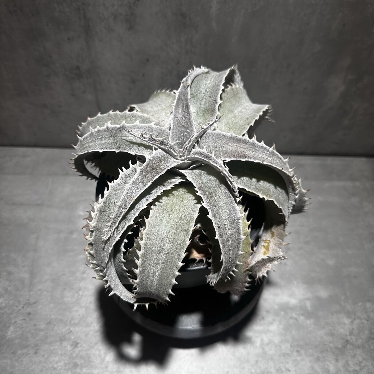 Dyckia marnier-lapostollei Large form [ディッキア マル