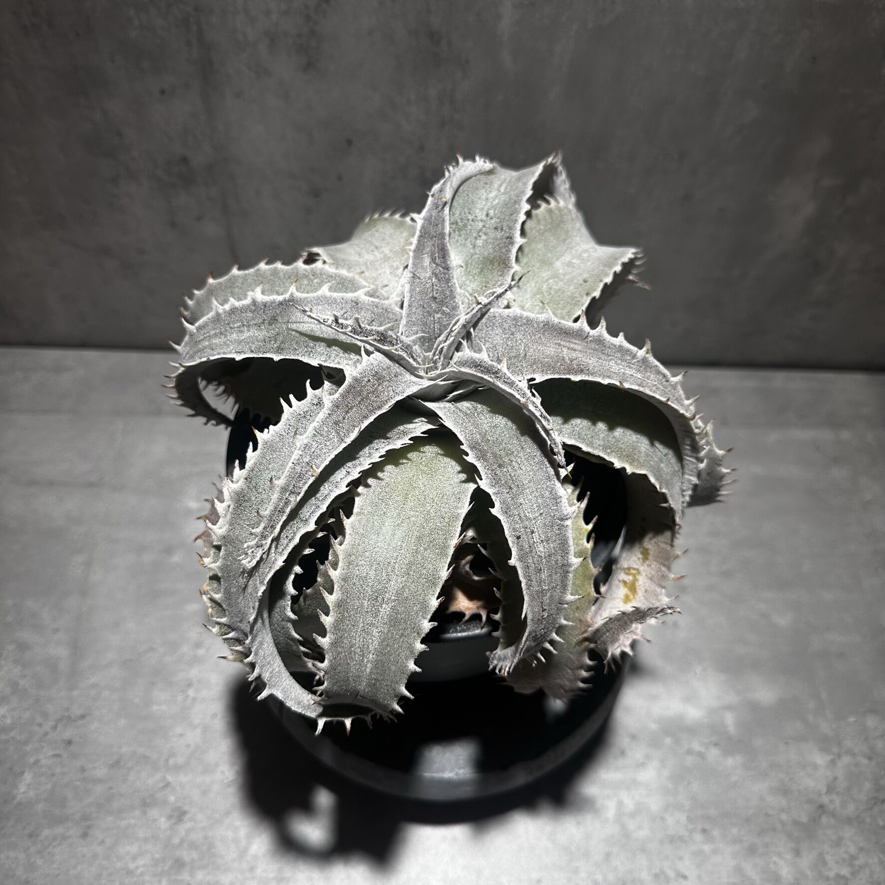Dyckia marnier-lapostollei Large form [ディッキア マル