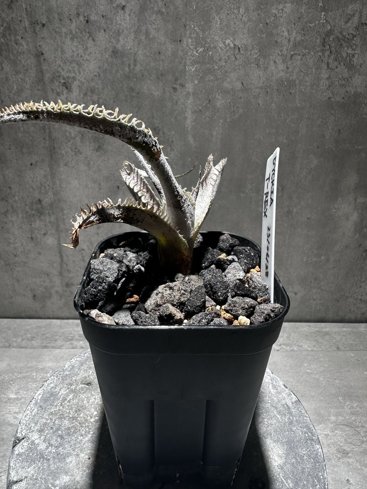 Dyckia 'T-Rex' [ディッキア ティーレックス]子株（親株画像あり